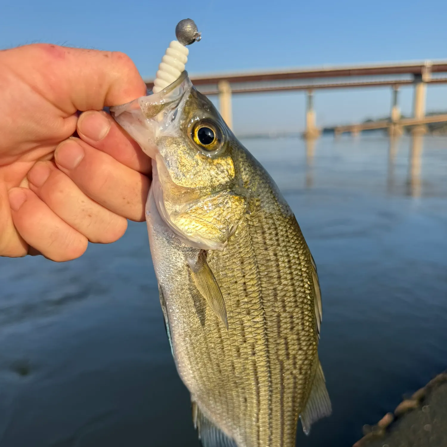 White bass caught on Fishbrain