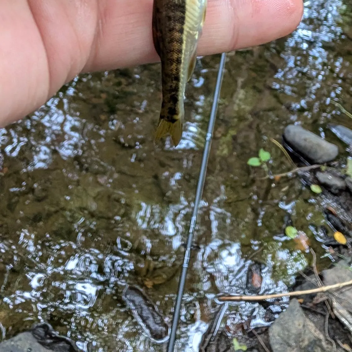 Brown trout caught on Fishbrain
