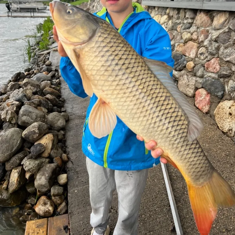 Common carp caught on Fishbrain