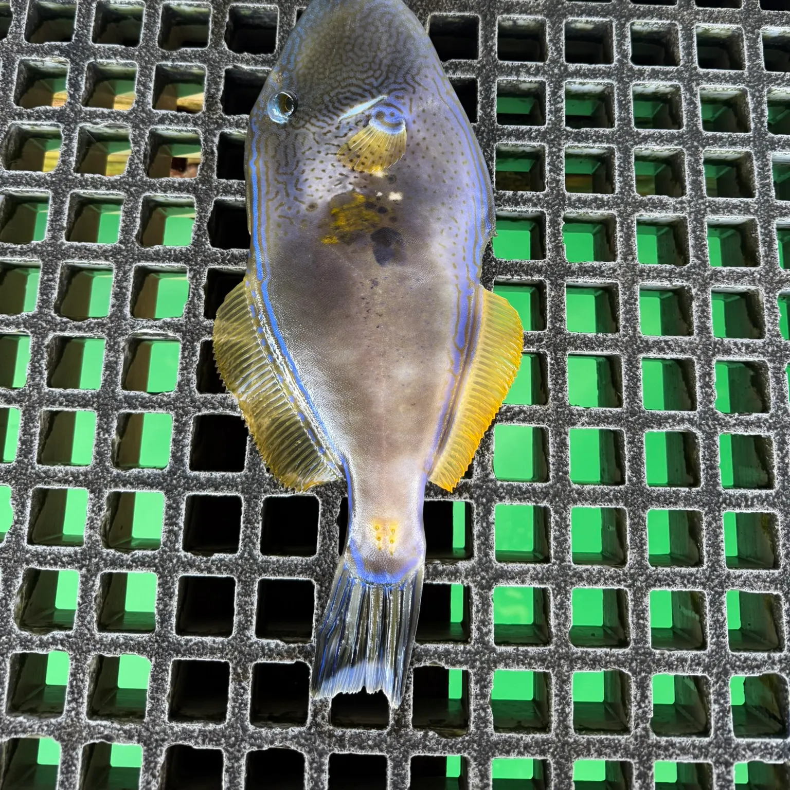 The most recent Black reef leatherjacket catches on Fishbrain