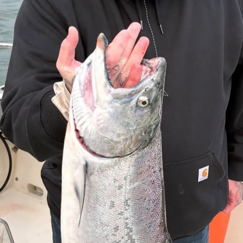 Chinook salmon caught on Fishbrain
