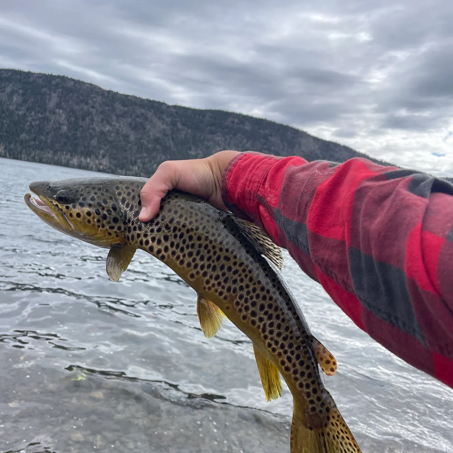 Brown trout caught on Fishbrain