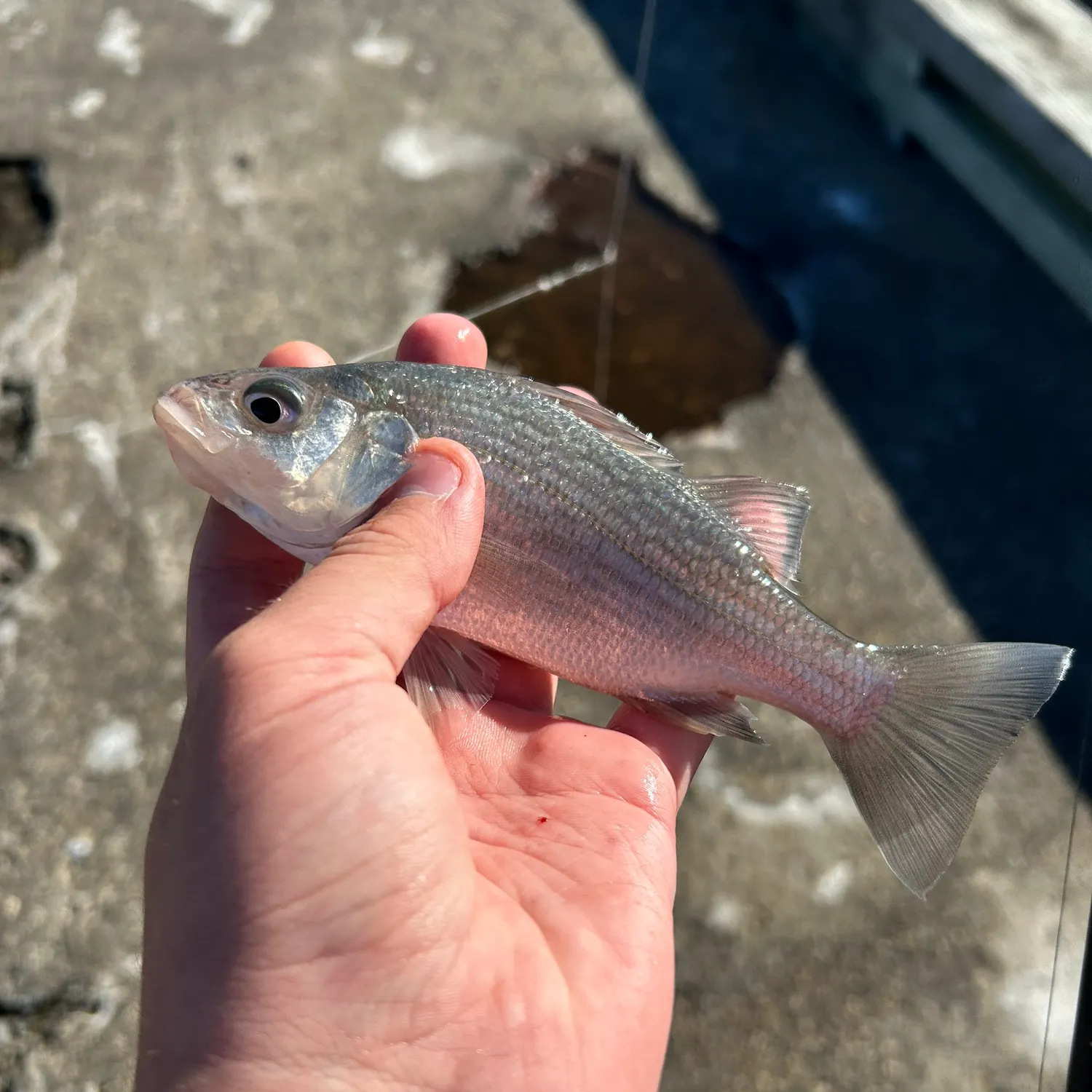 catch