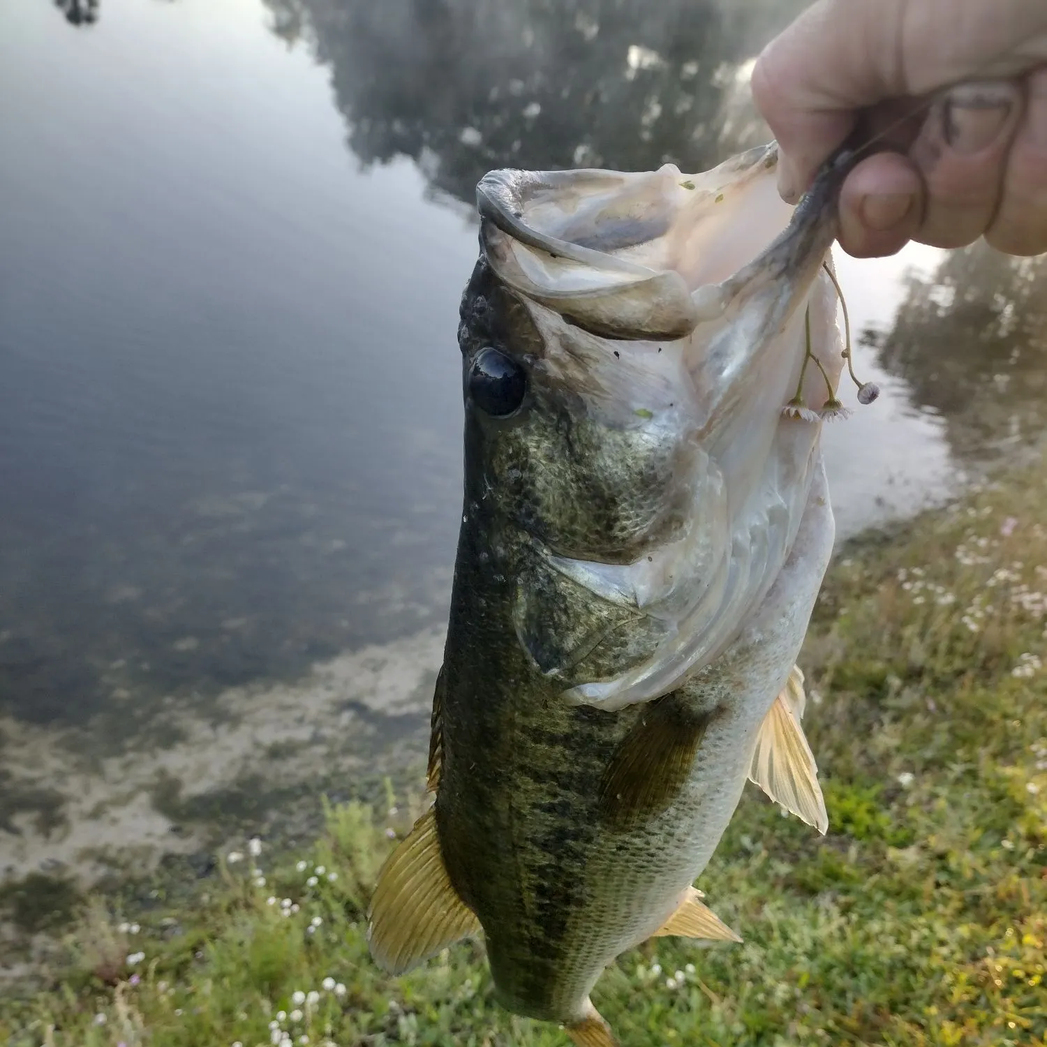 The most recent Guadalupe bass catches on Fishbrain