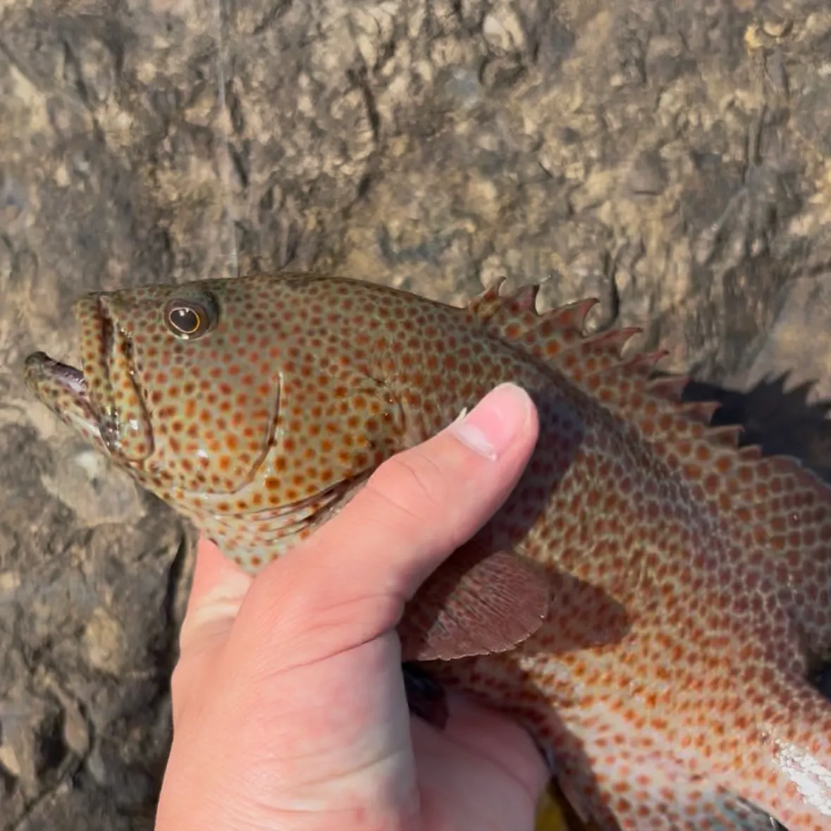 The most recent Graysby grouper catches on Fishbrain
