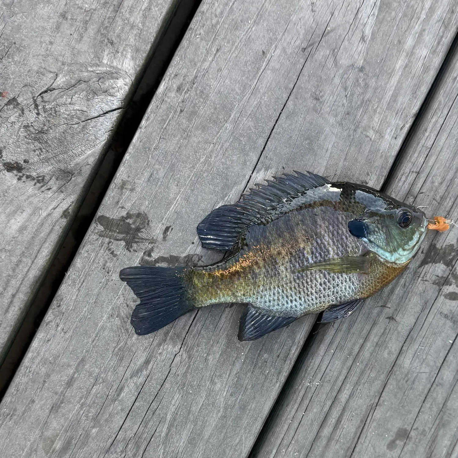 Bluegill caught on Fishbrain