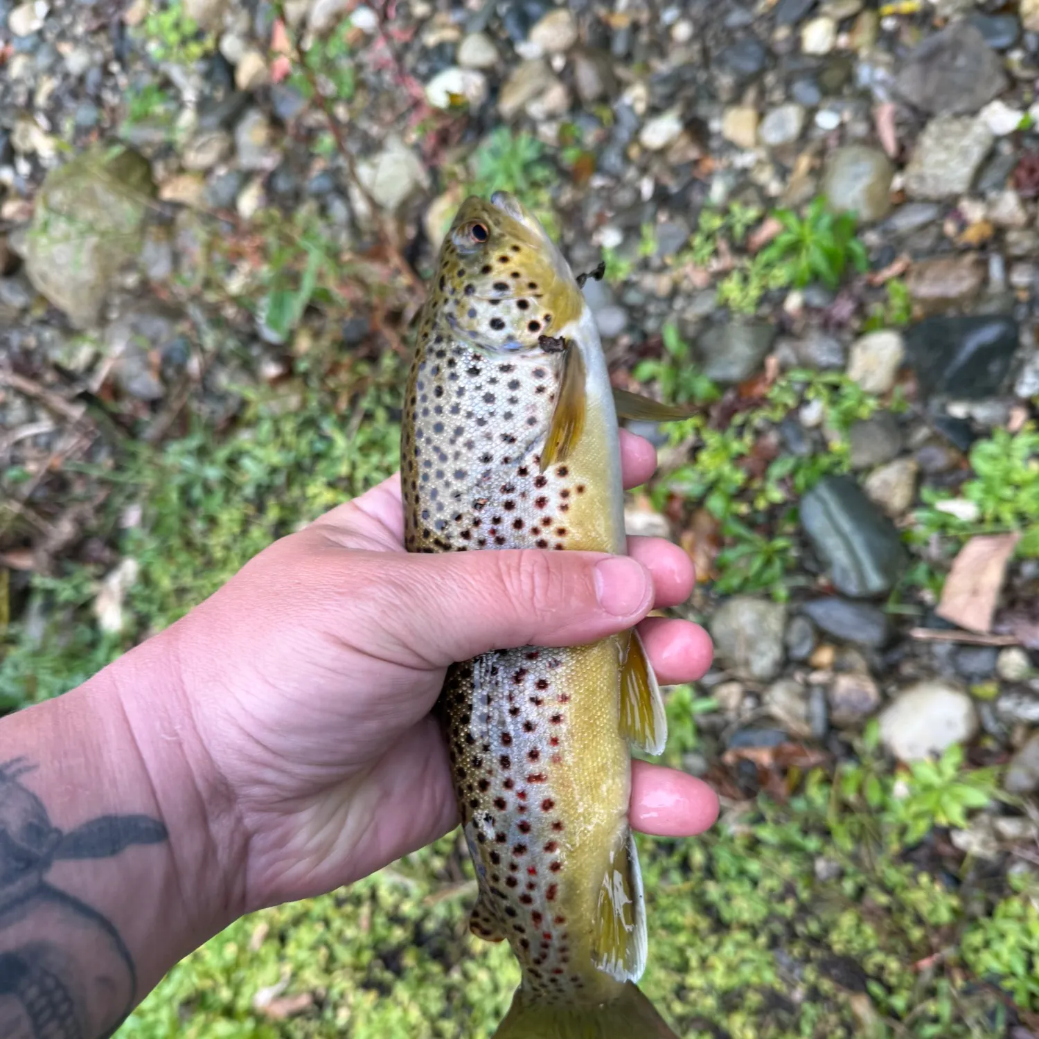 Brown trout caught on Fishbrain