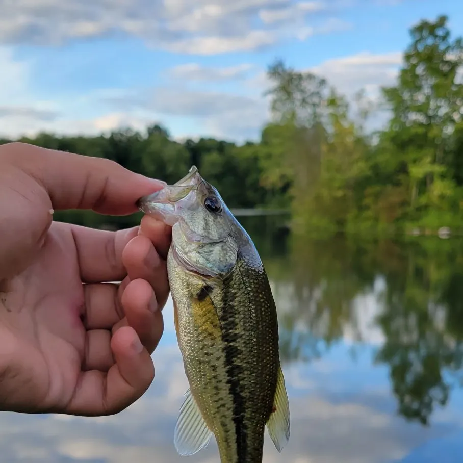 Spotted bass caught on Fishbrain