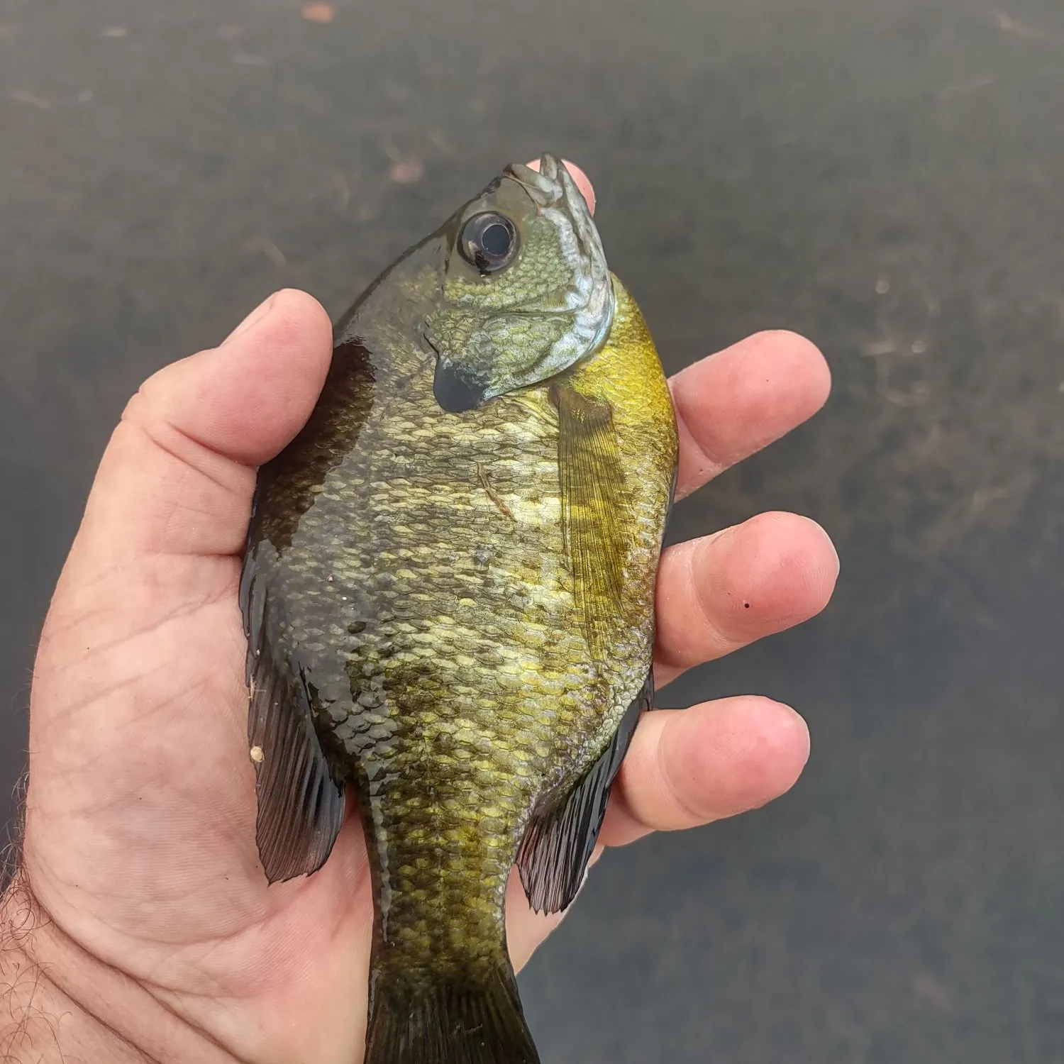Bluegill caught on Fishbrain