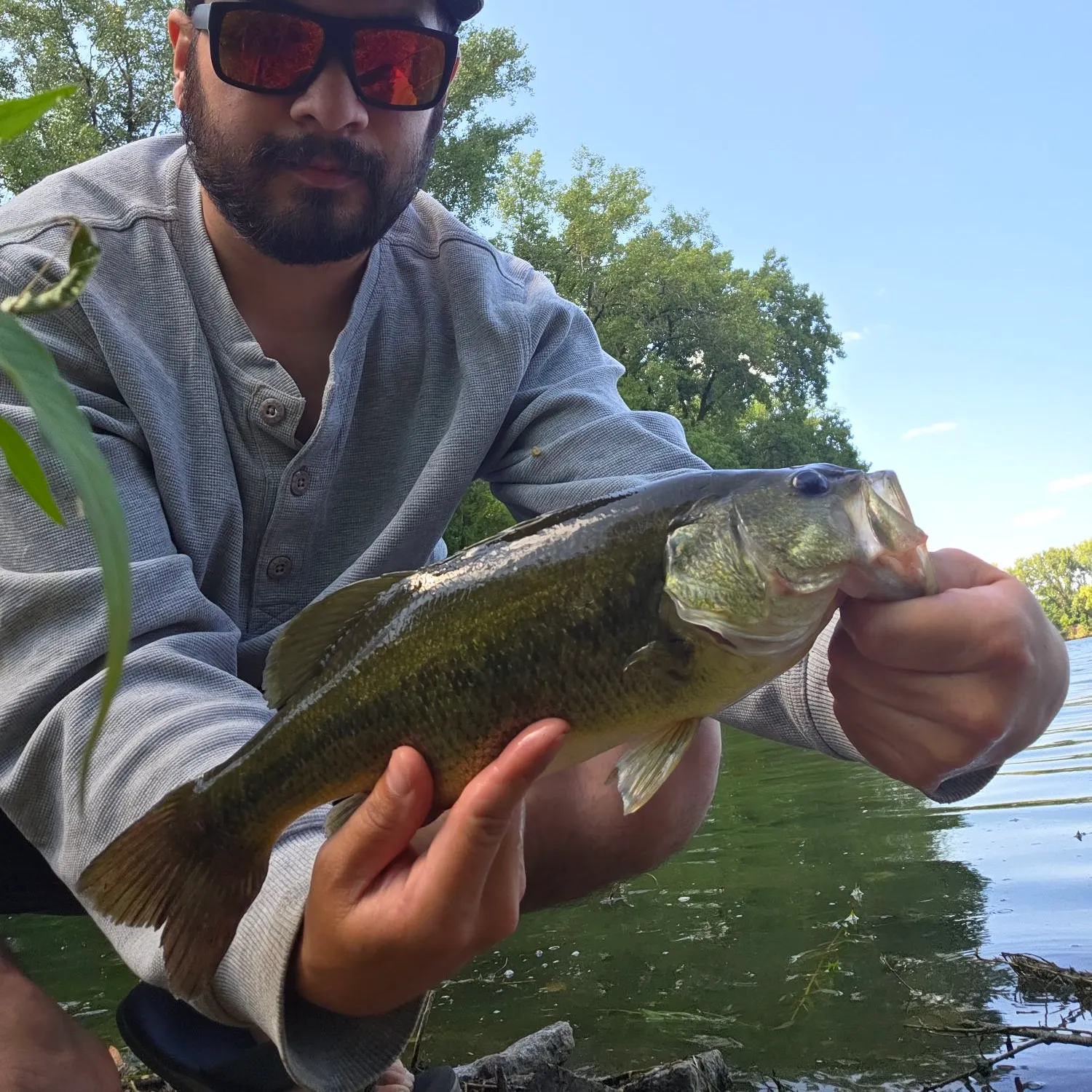 Largemouth bass caught on Fishbrain