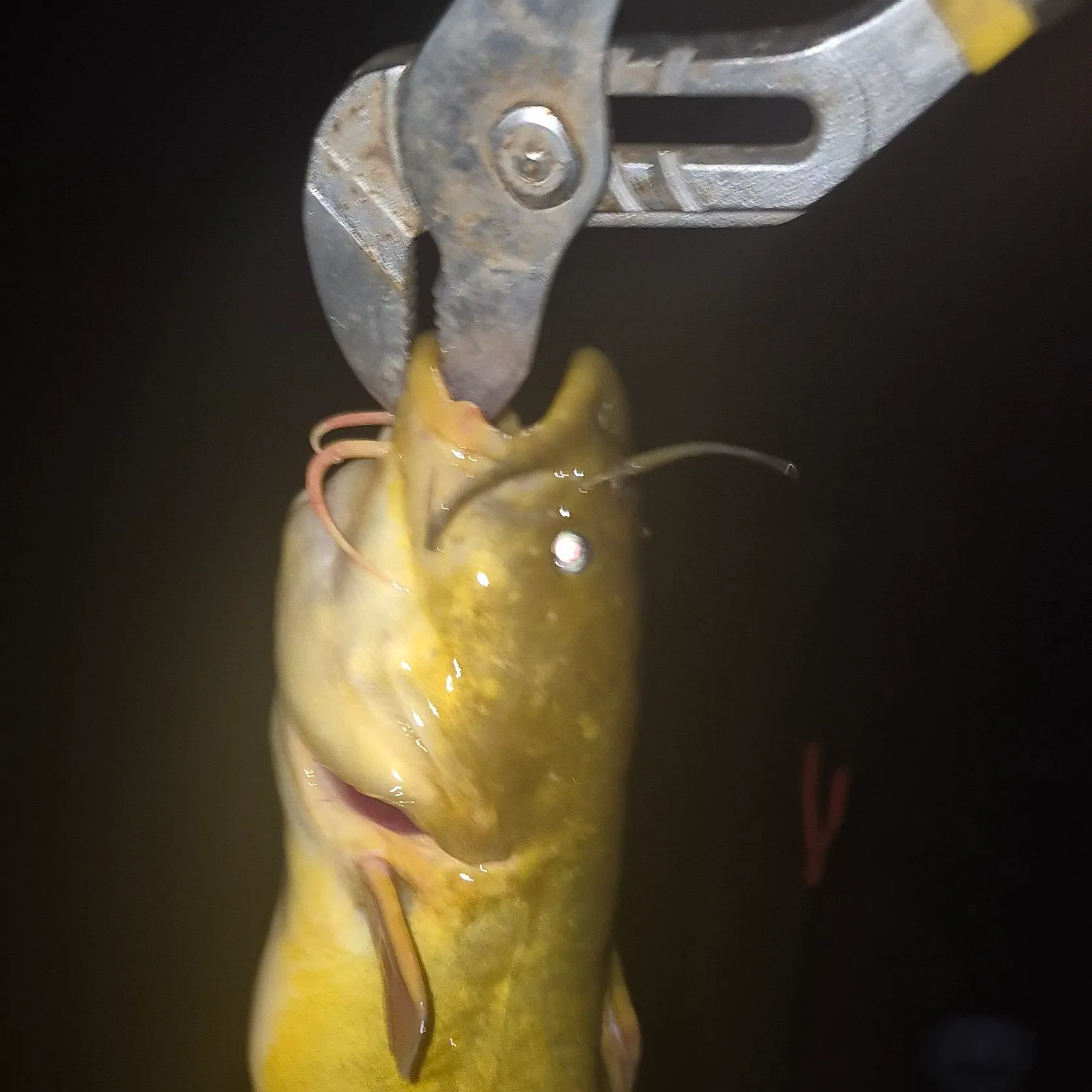 Yellow bullhead caught on Fishbrain