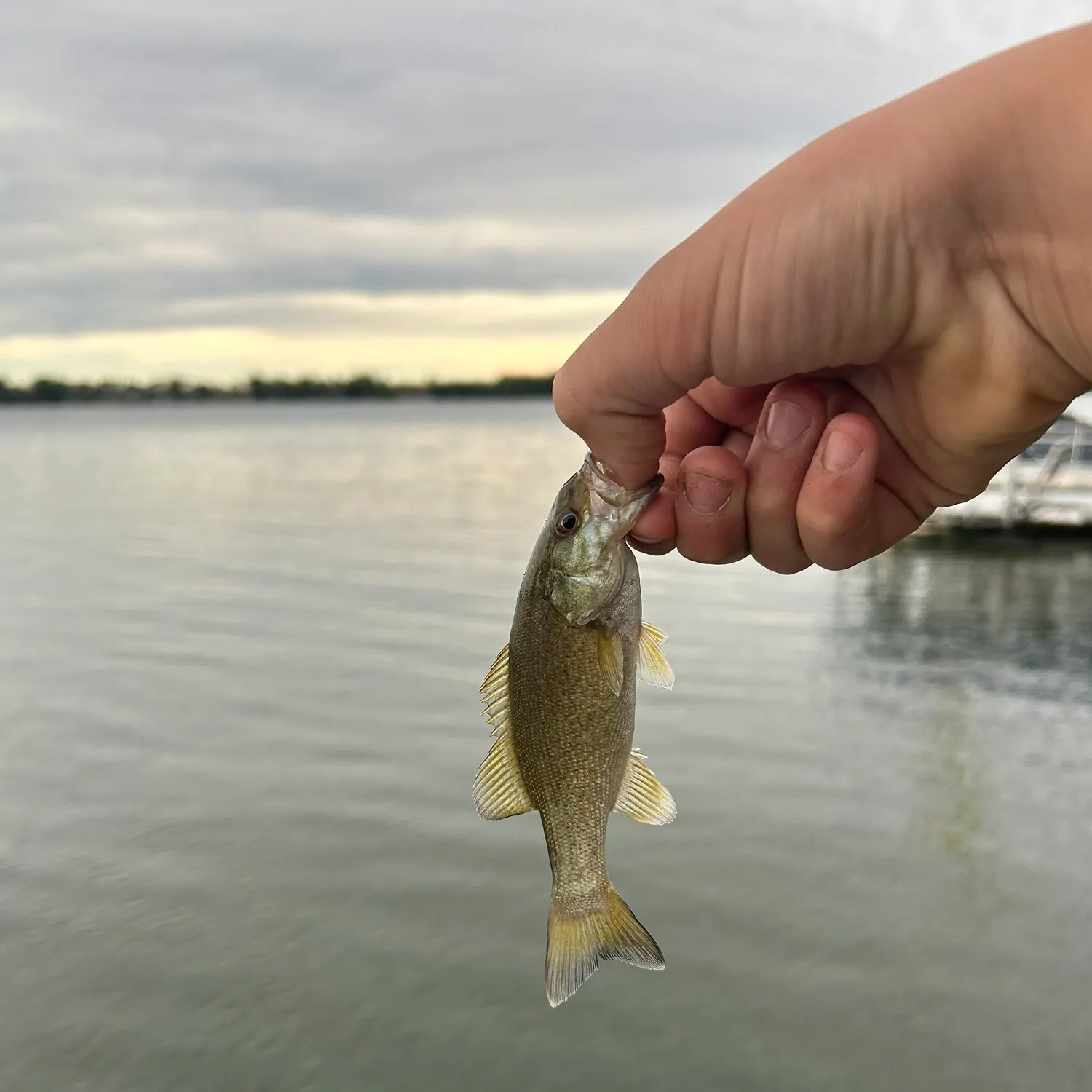 Smallmouth bass caught on Fishbrain