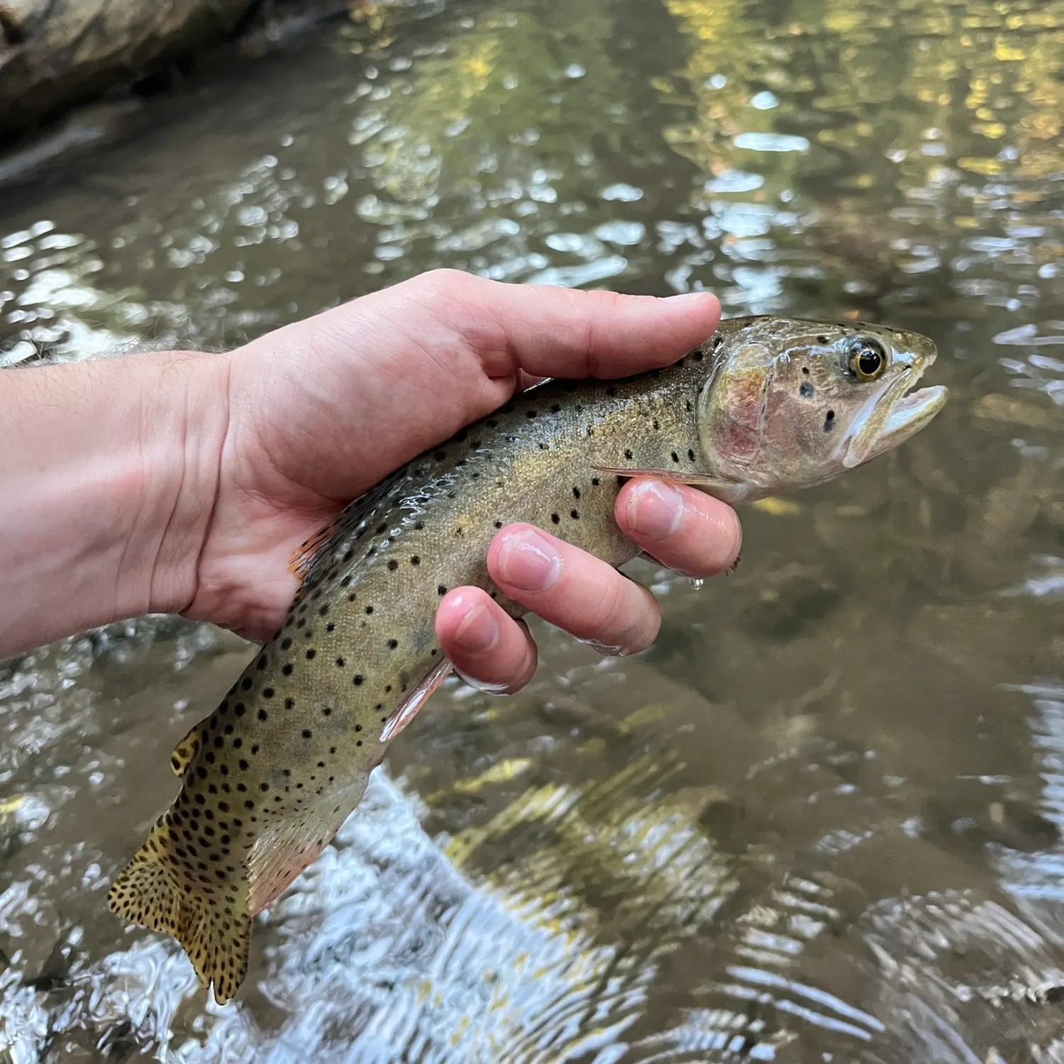 Bonneville cutthroat trout caught on Fishbrain