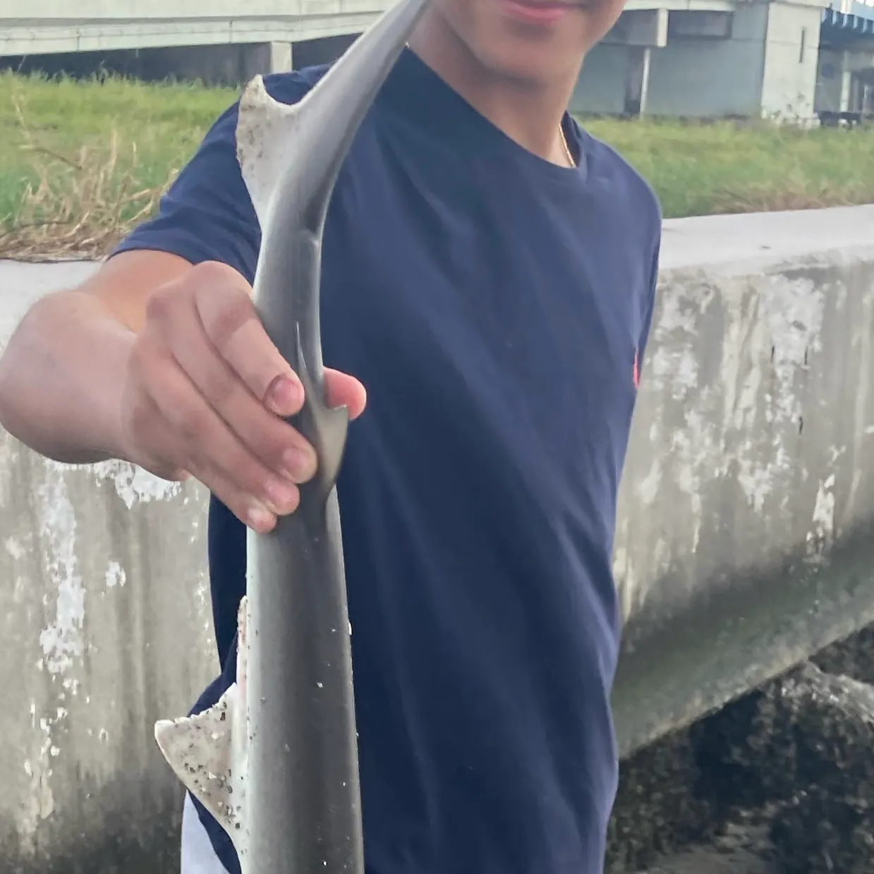 Bonnethead shark caught on Fishbrain