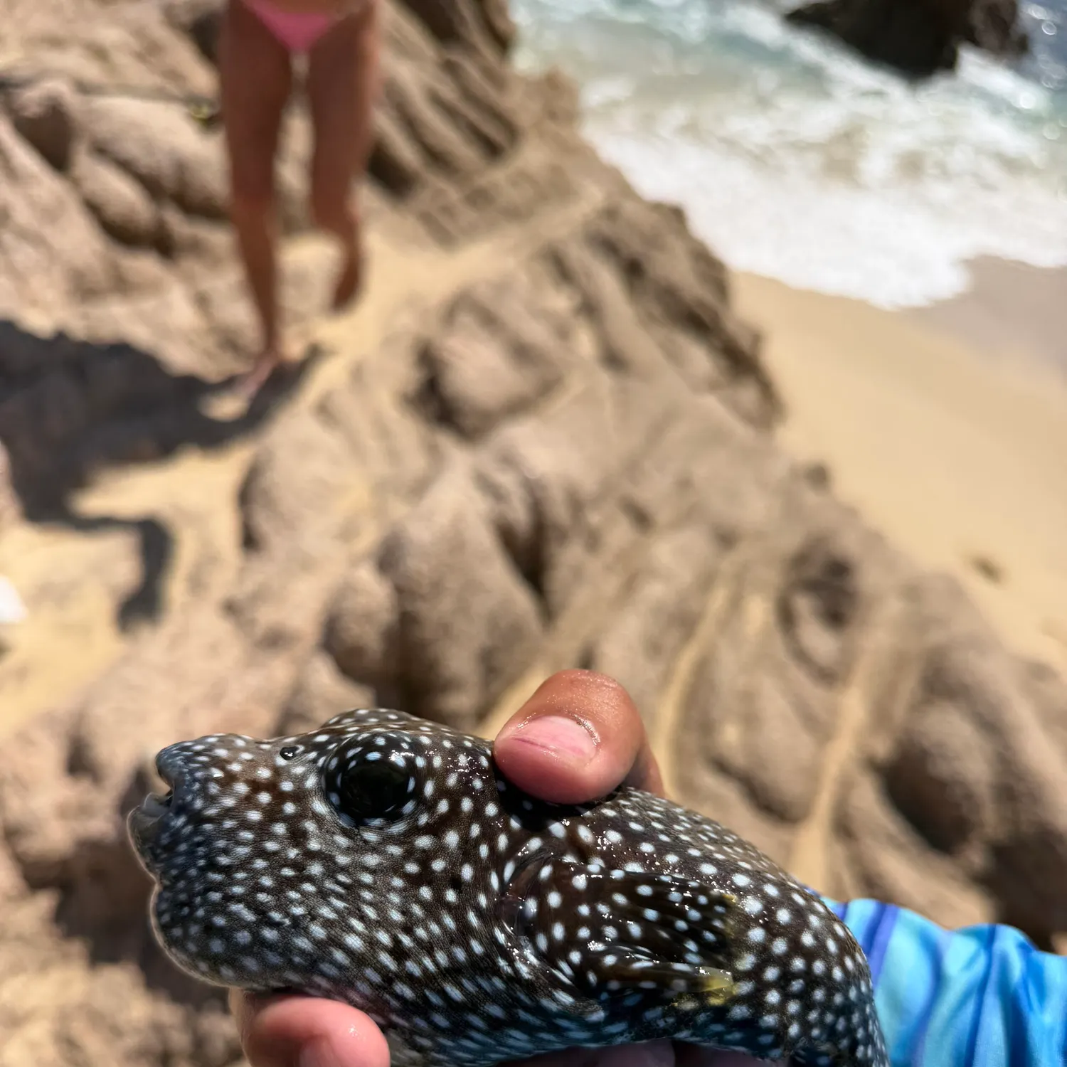 The most recent Guinean pufferfish catches on Fishbrain