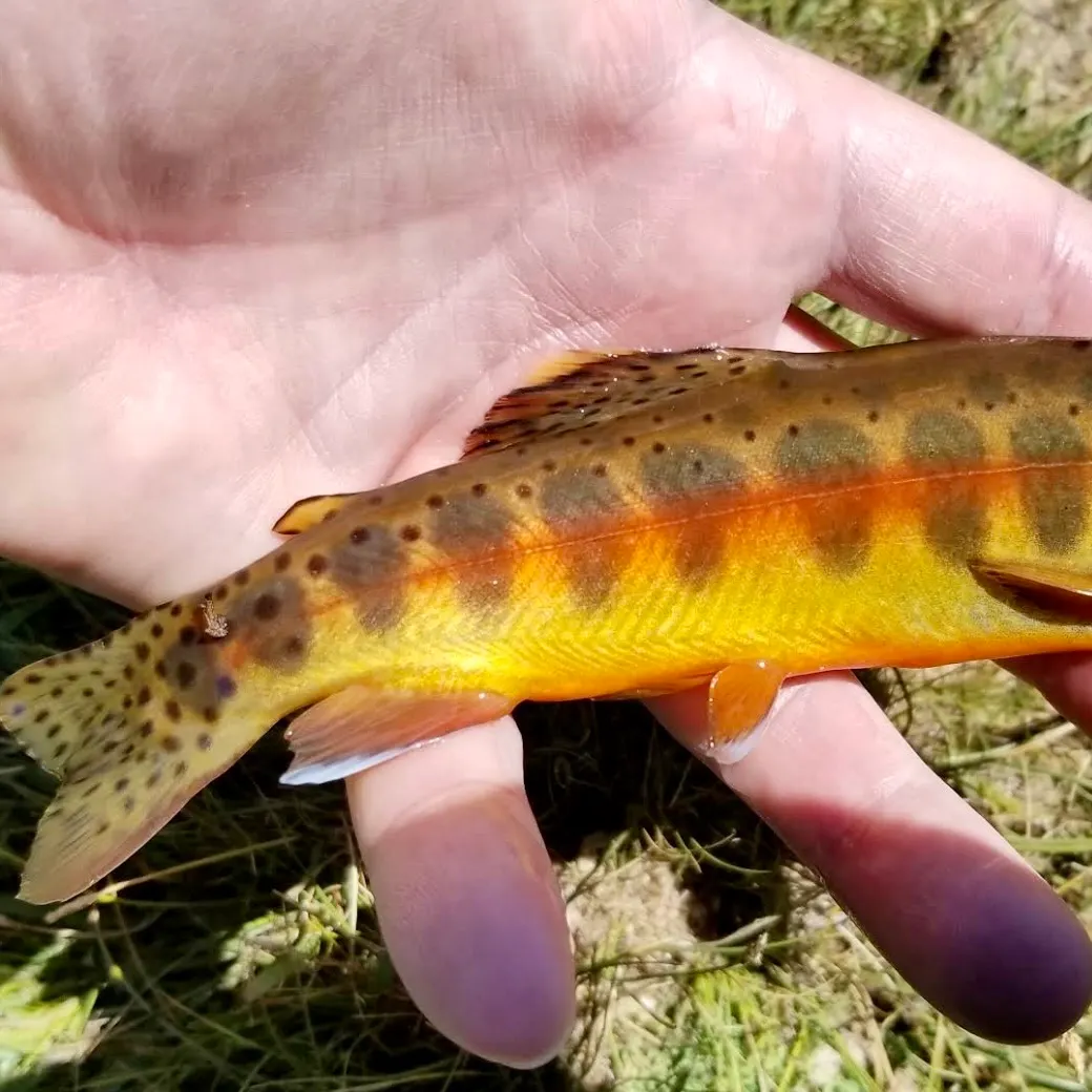 The most recent Golden trout catches on Fishbrain