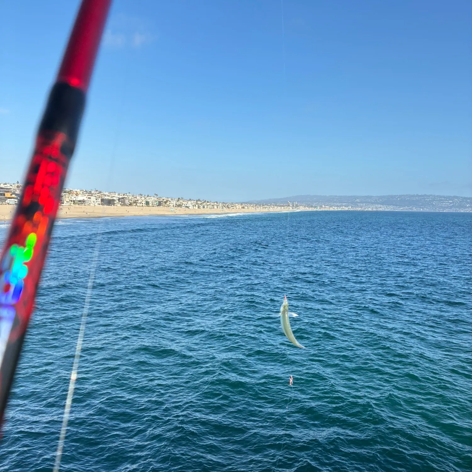 The most recent Surf smelt catches on Fishbrain