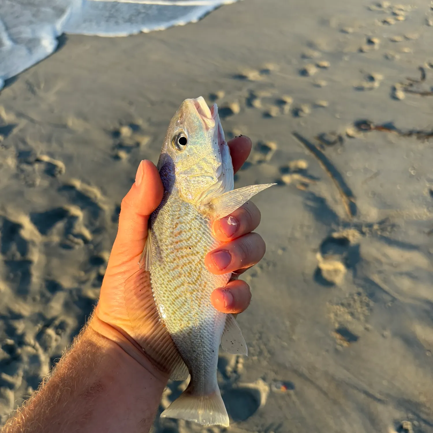 Atlantic croaker caught on Fishbrain