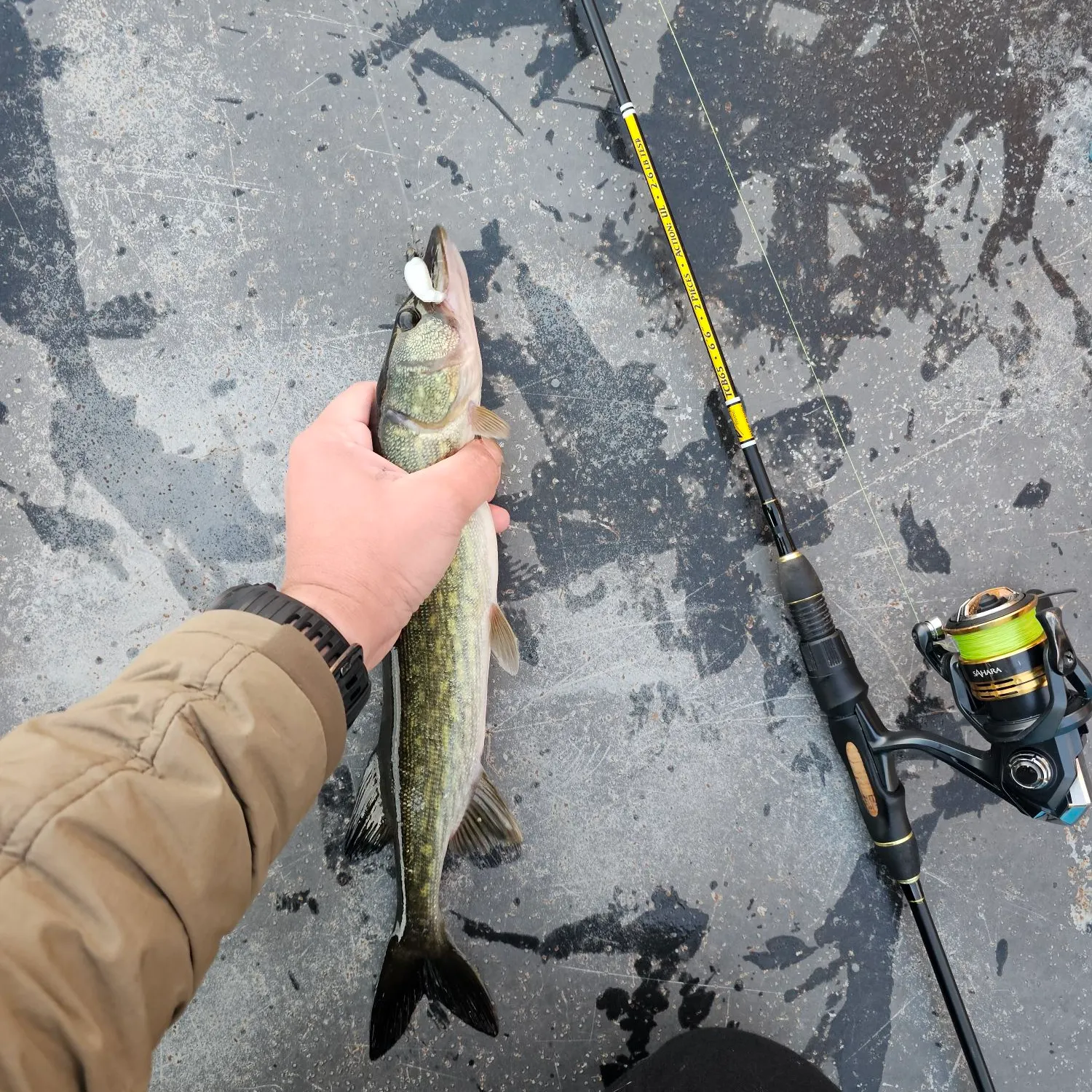 Chain pickerel caught on Fishbrain