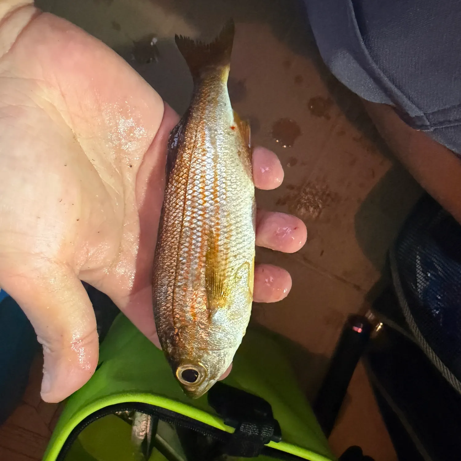 Californian salema caught on Fishbrain