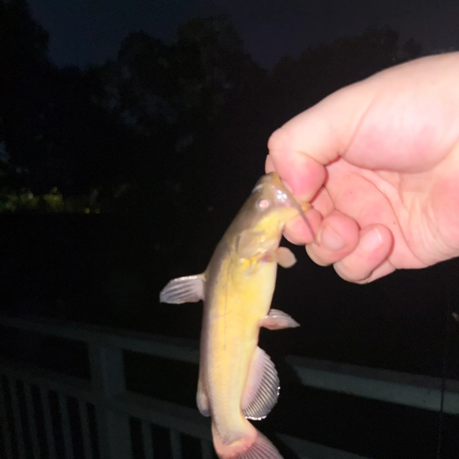 Channel catfish caught on Fishbrain