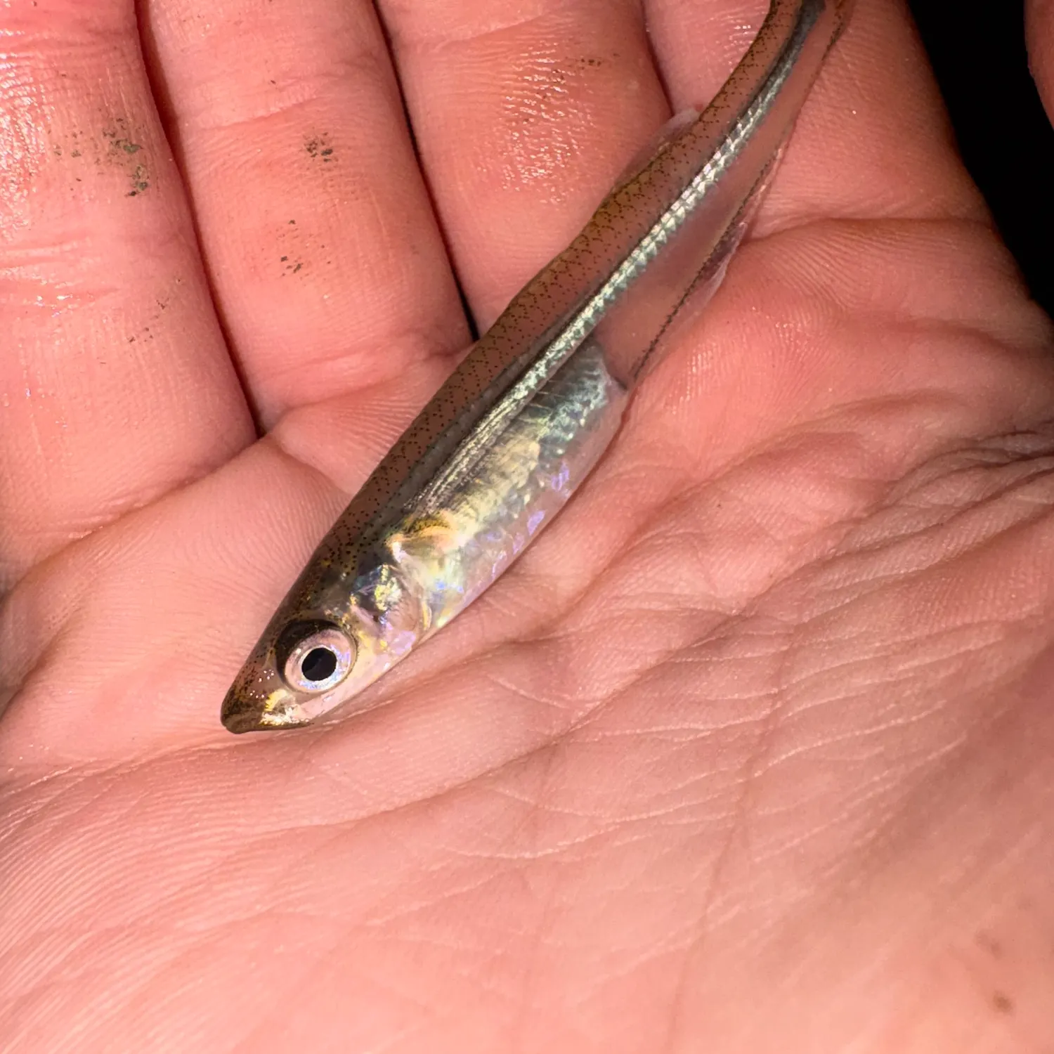 The most recent Bluntnose minnow catches on Fishbrain