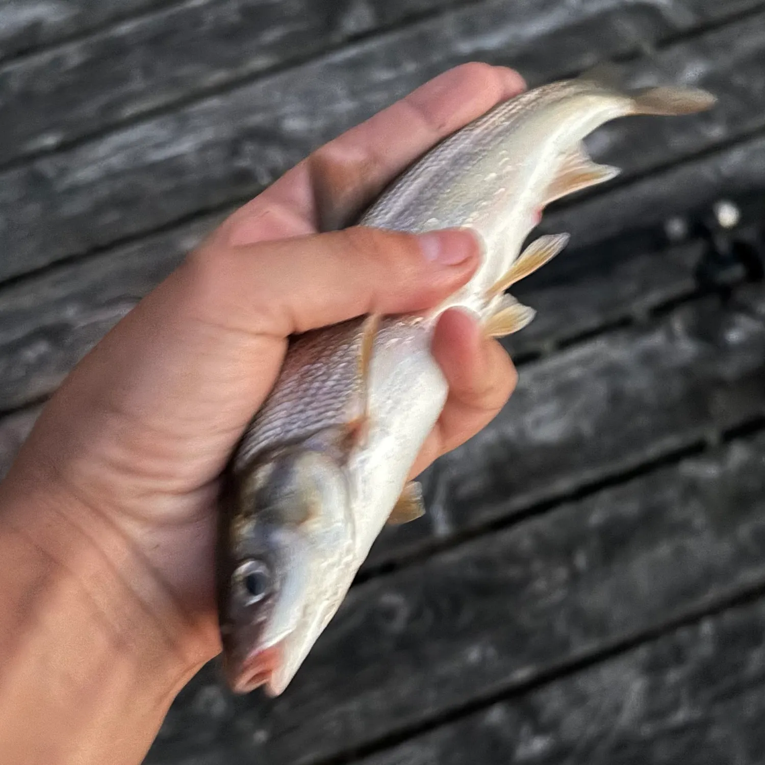 Northern pikeminnow caught on Fishbrain