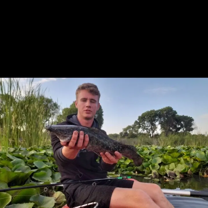 The most recent Blunt-toothed African catfish catches on Fishbrain