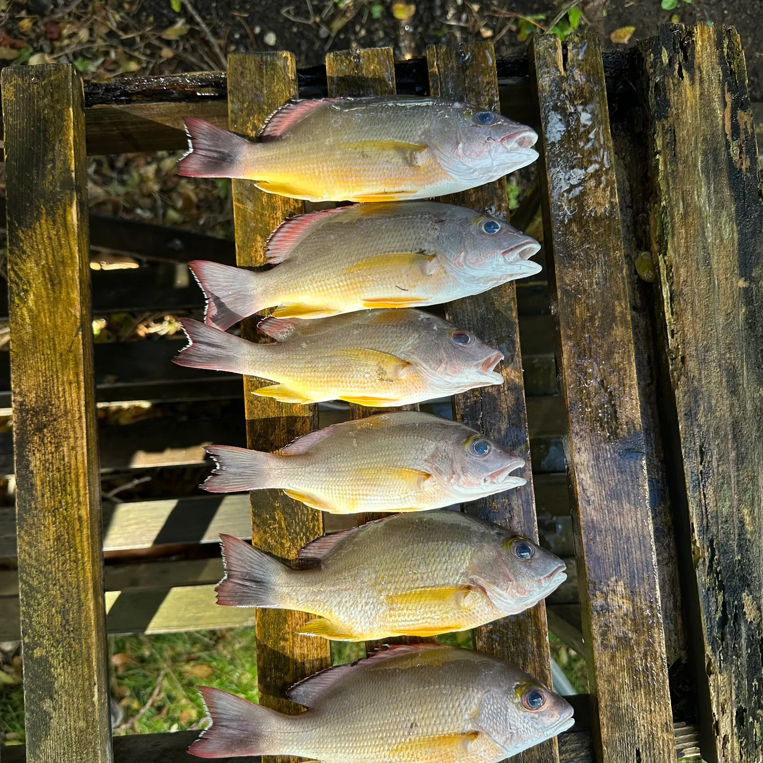 The most recent Blacktail snapper catches on Fishbrain