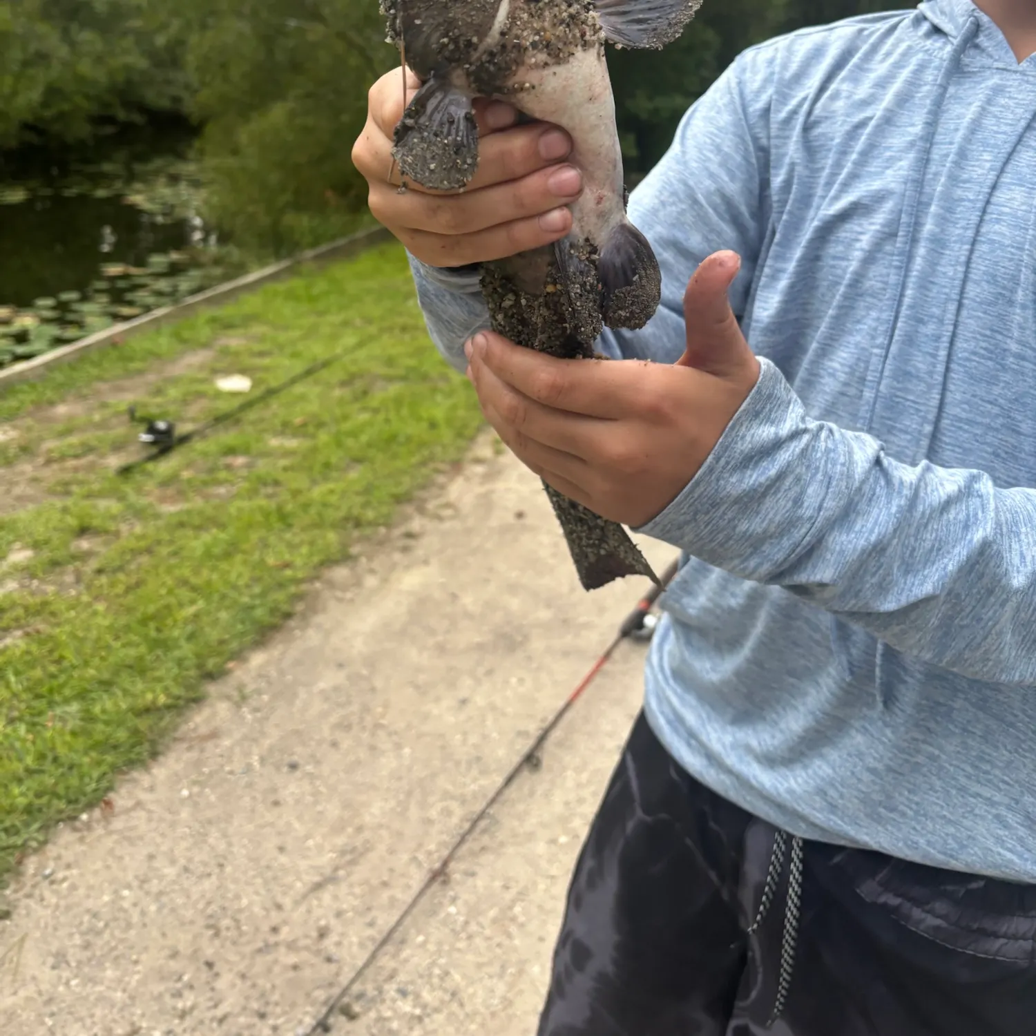 Brown bullhead caught on Fishbrain
