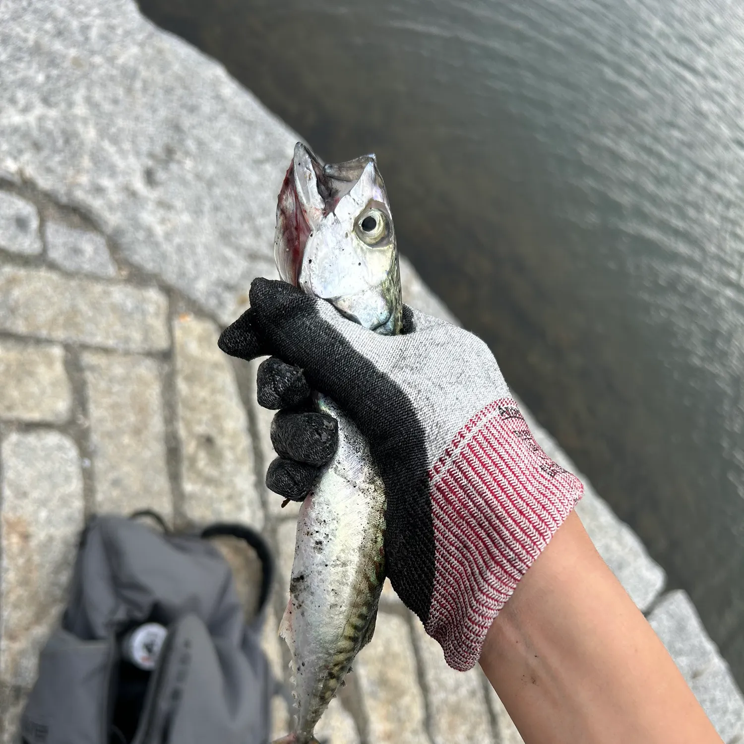 Atlantic mackerel caught on Fishbrain