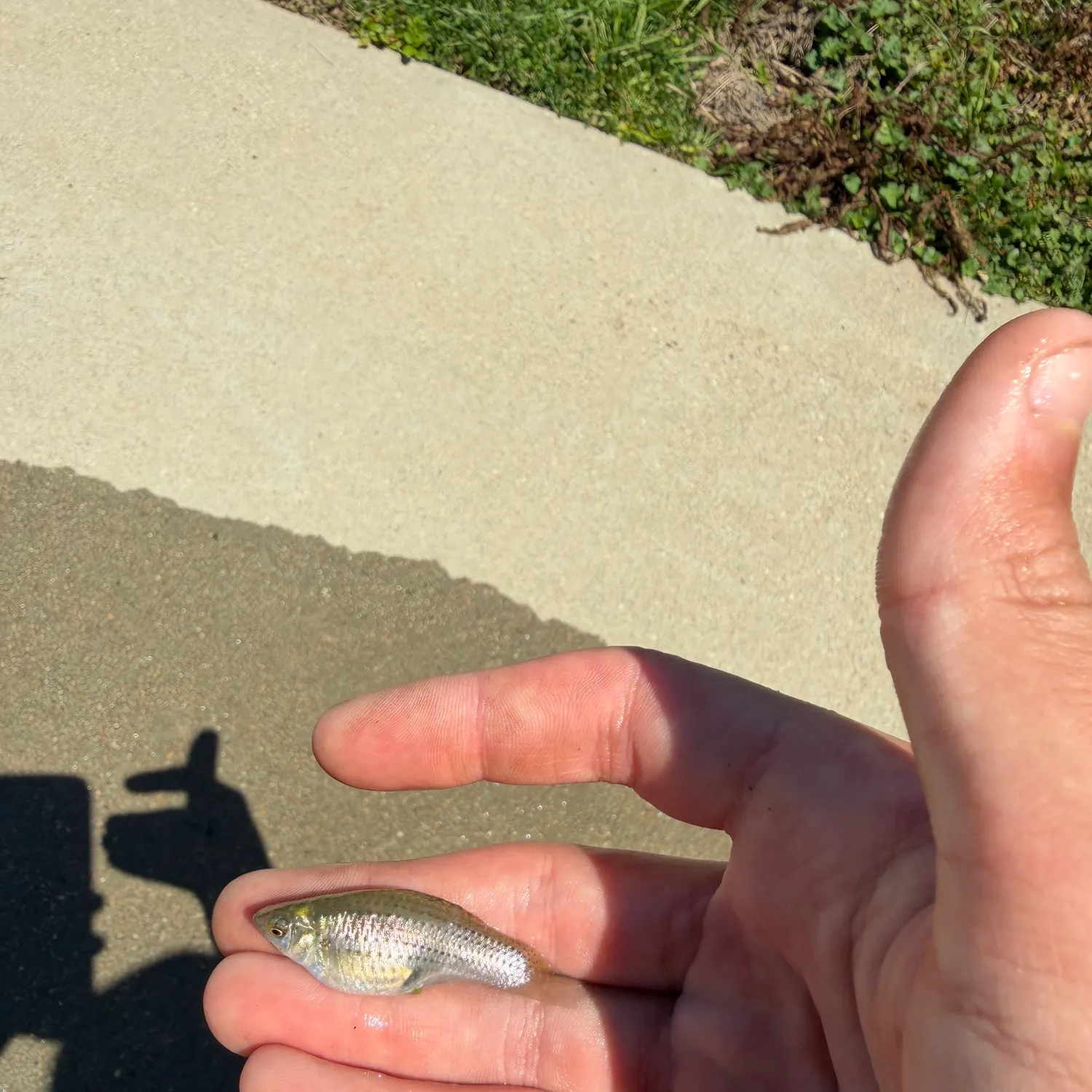 The most recent Shortfin molly catches on Fishbrain