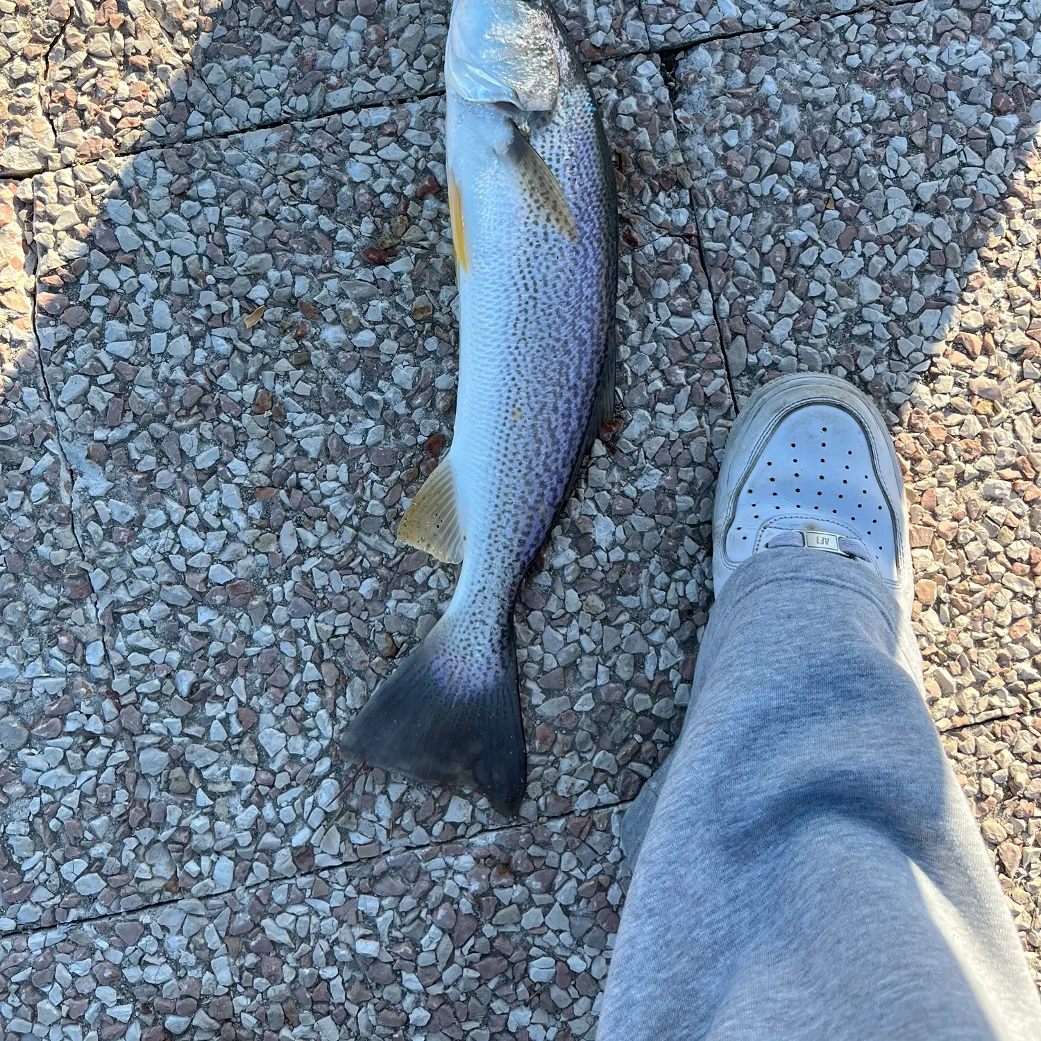 Gray weakfish caught on Fishbrain