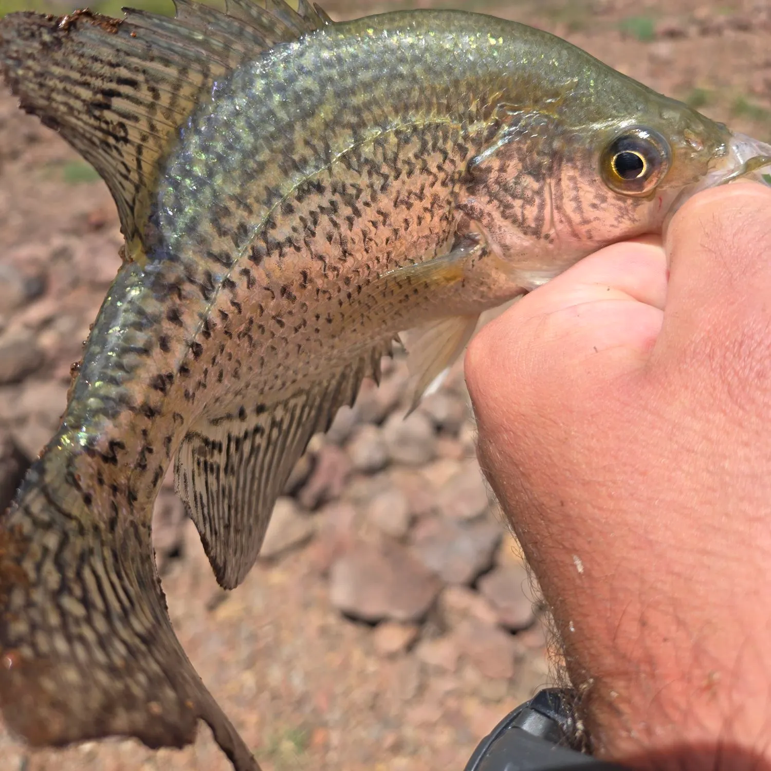 Black crappie caught on Fishbrain