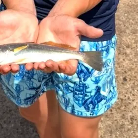 The most recent Silver seatrout catches on Fishbrain