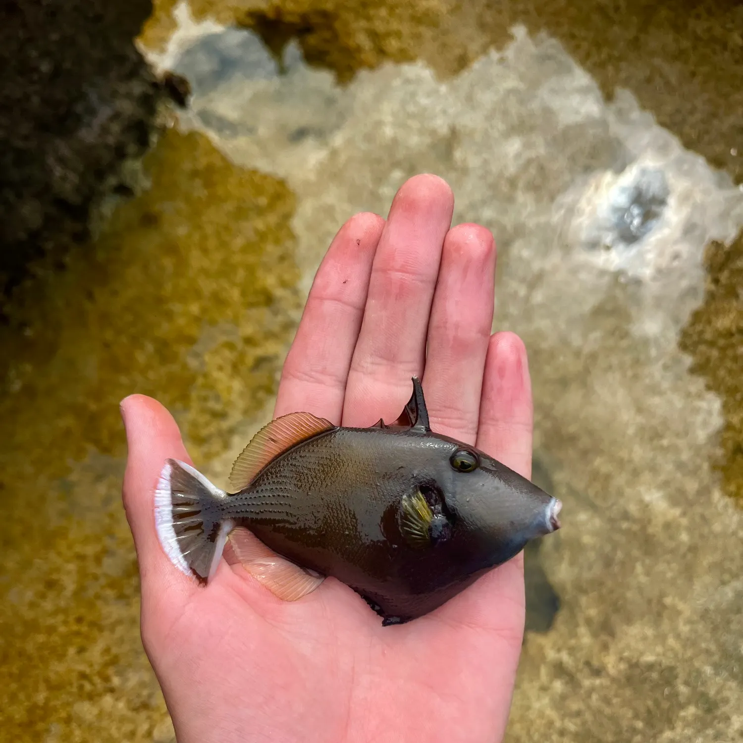 The most recent Halfmoon triggerfish catches on Fishbrain