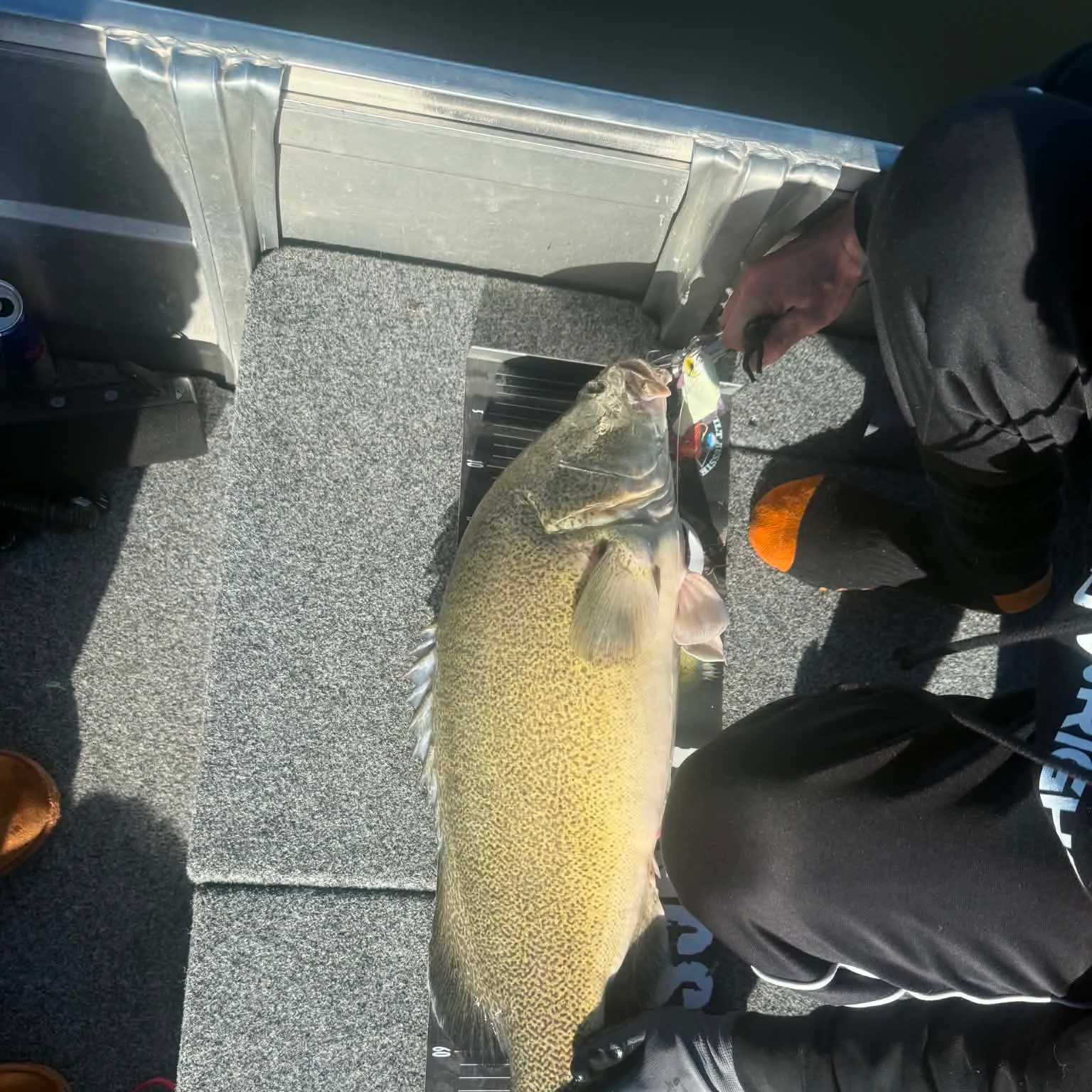 The most recent Murray cod catches on Fishbrain