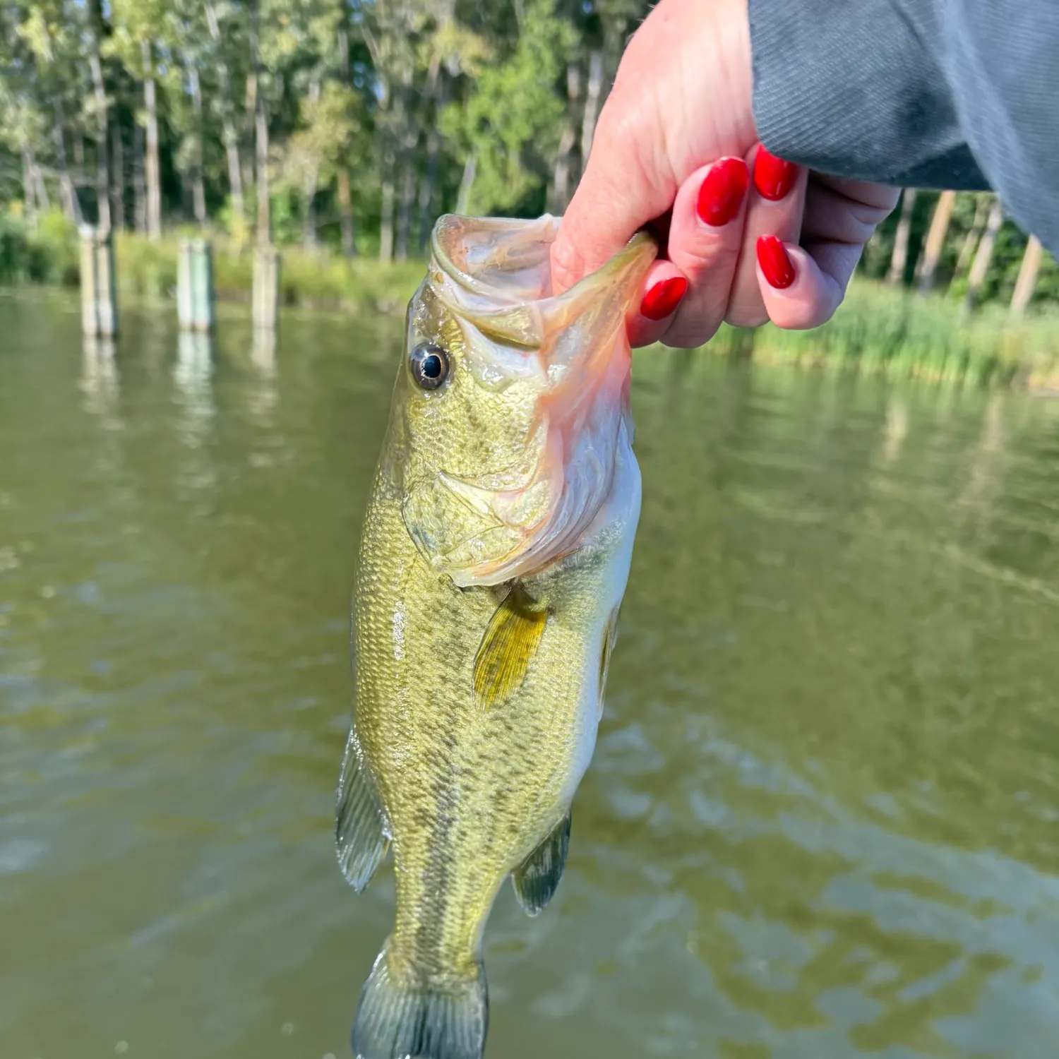Largemouth bass caught on Fishbrain