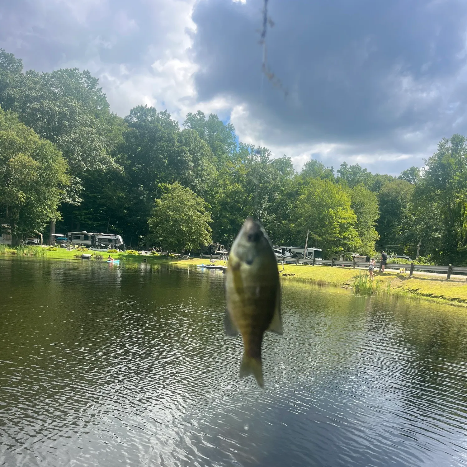 Bluegill caught on Fishbrain