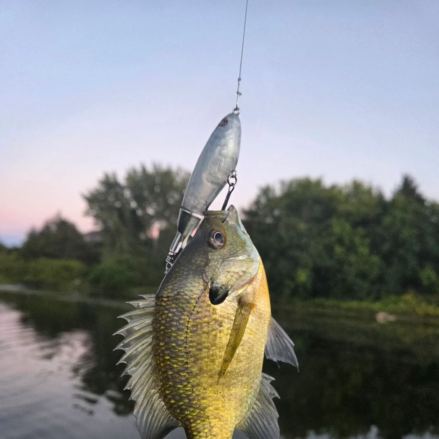 Bluegill caught on Fishbrain