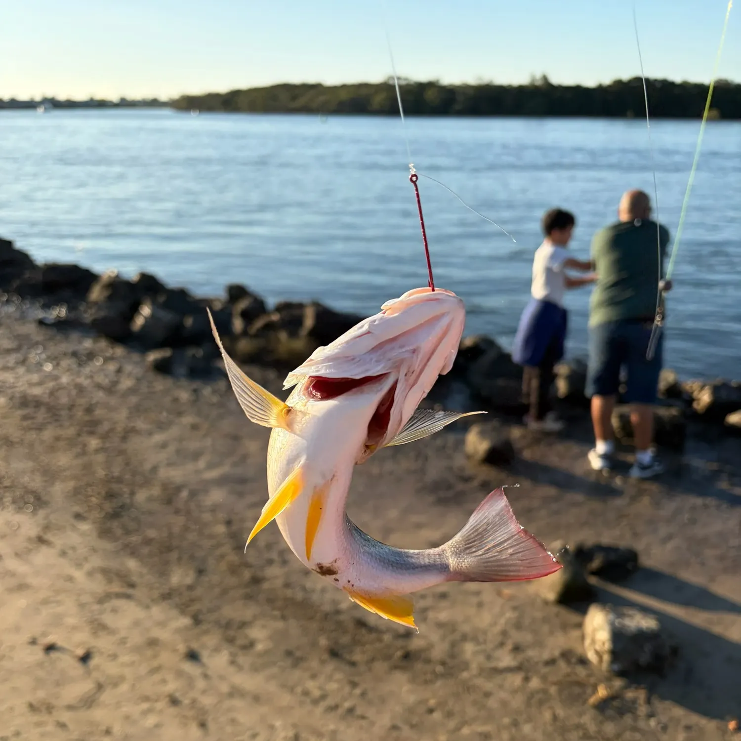 The most recent Moses perch catches on Fishbrain