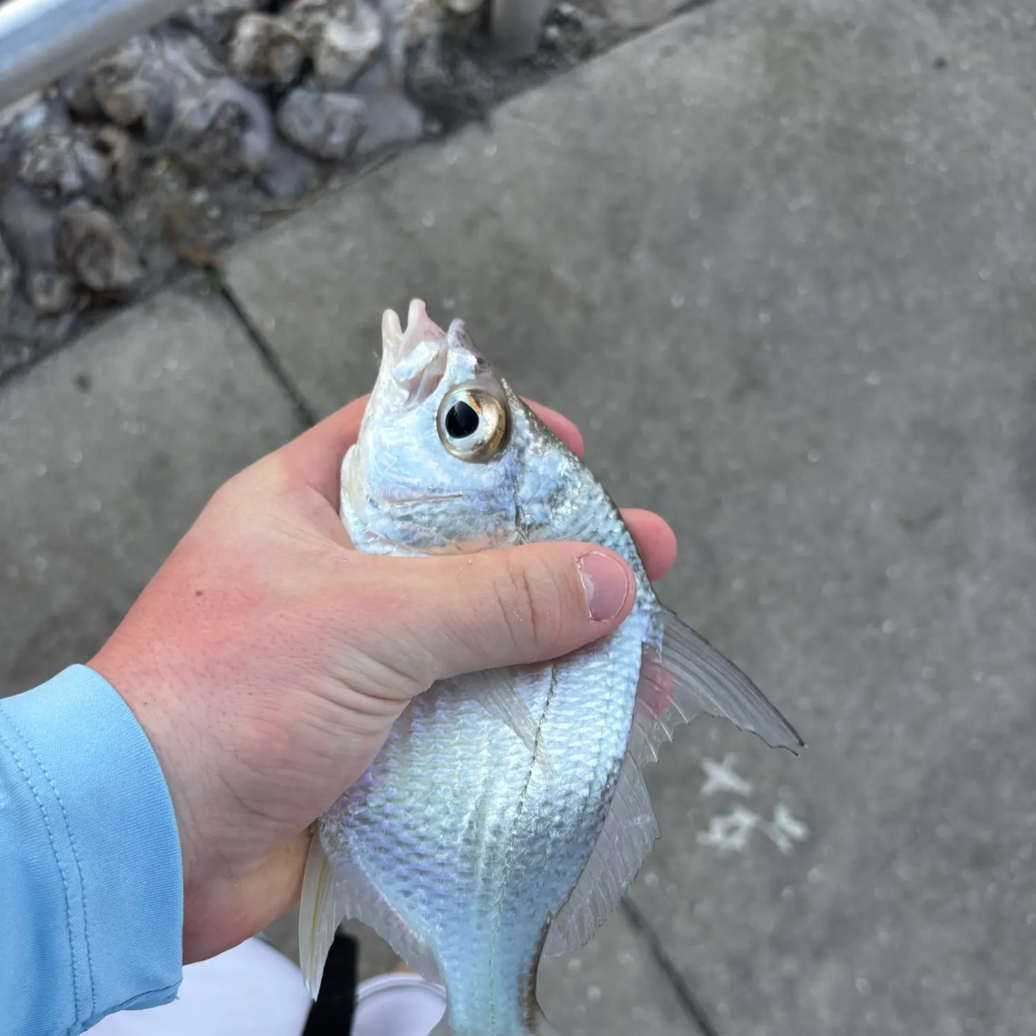 The most recent Striped mojarra catches on Fishbrain