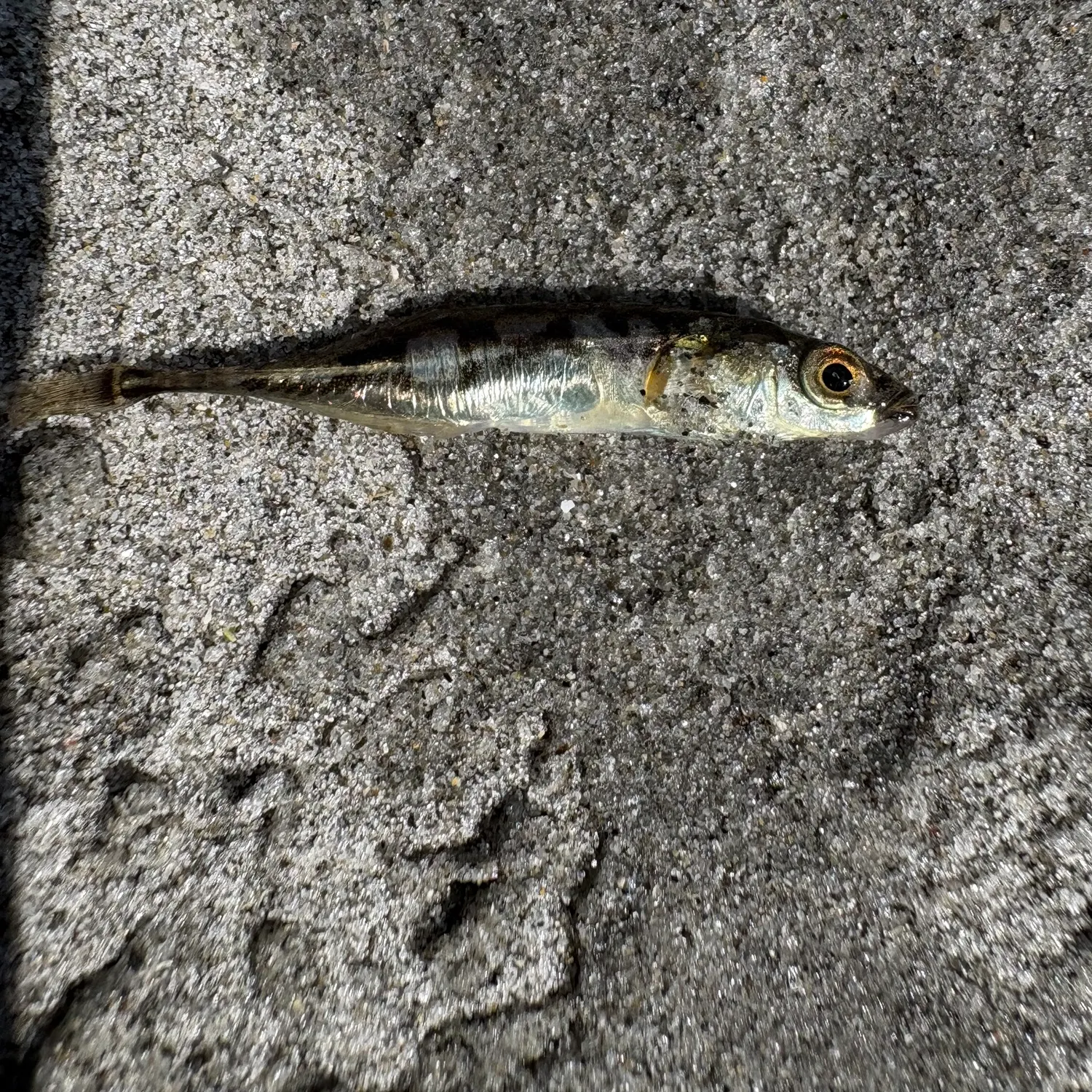 Brook stickleback caught on Fishbrain