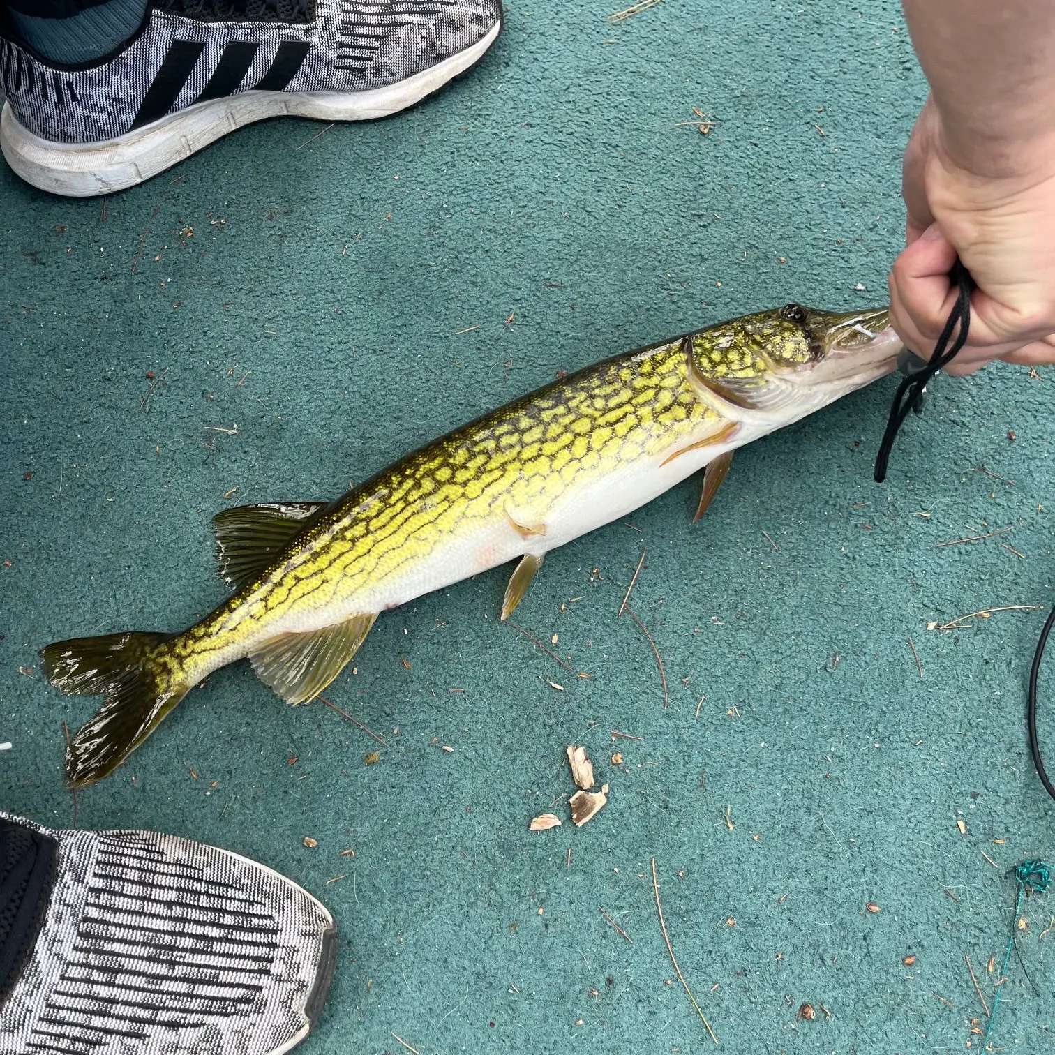 Chain pickerel caught on Fishbrain