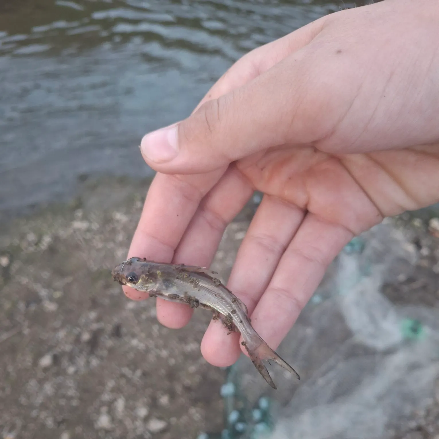 Channel catfish caught on Fishbrain
