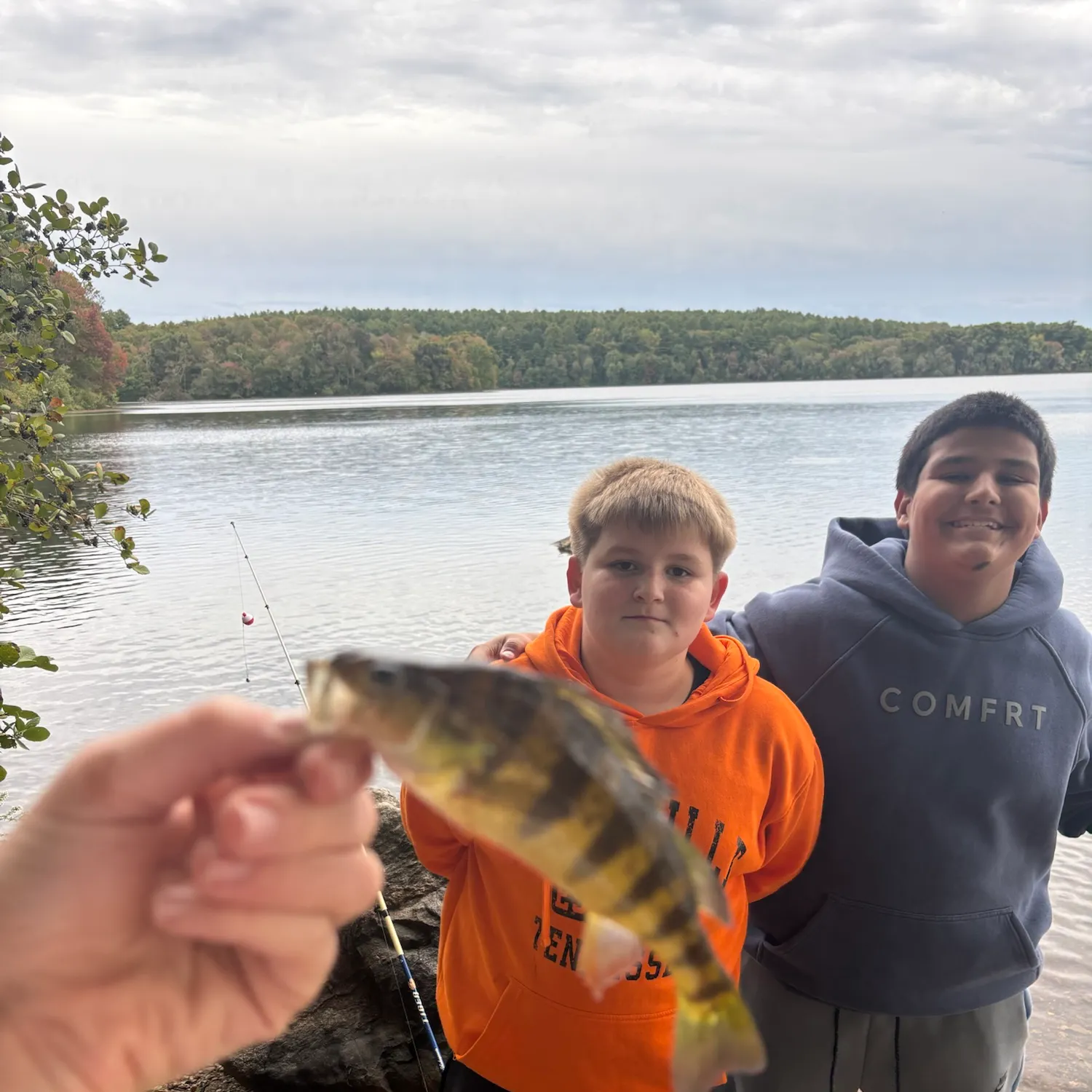 Yellow perch caught on Fishbrain