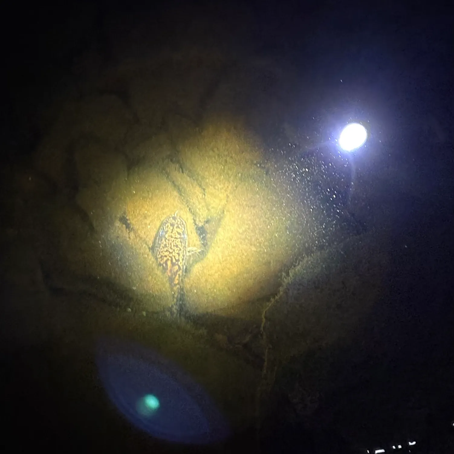 The most recent Burbot catches on Fishbrain