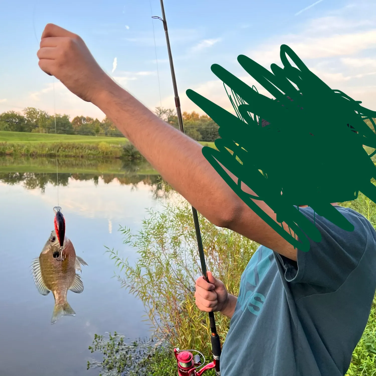 Bluegill caught on Fishbrain