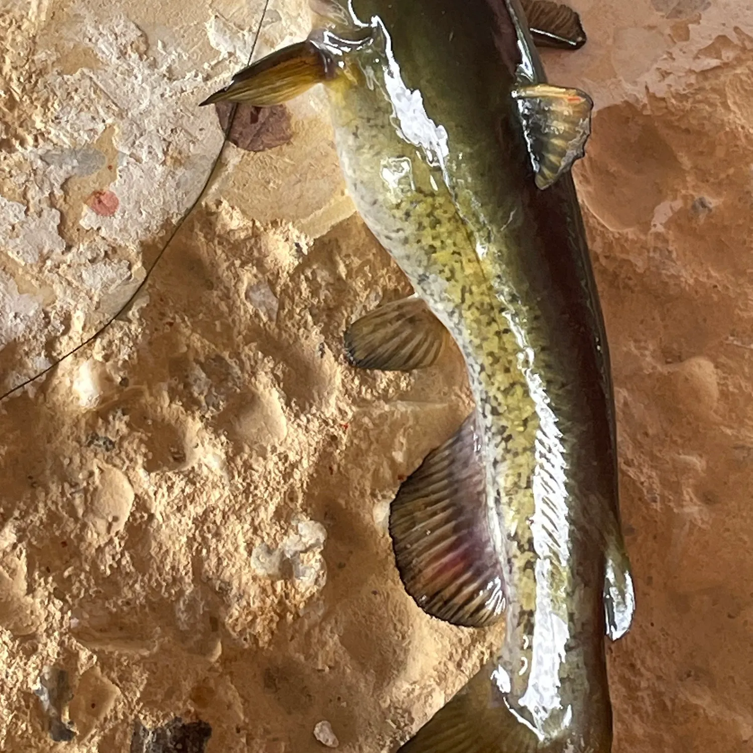 The most recent Flat bullhead catches on Fishbrain
