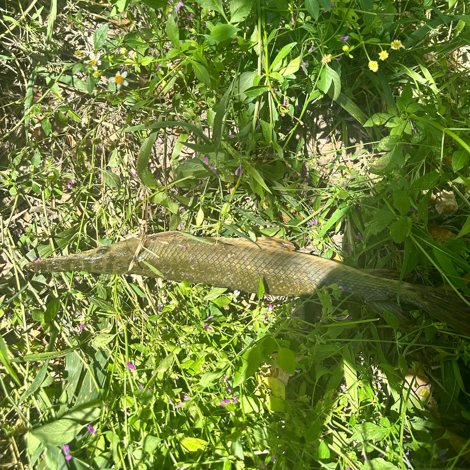 Shortnose gar caught on Fishbrain